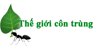 Logo thế giới côn trùng